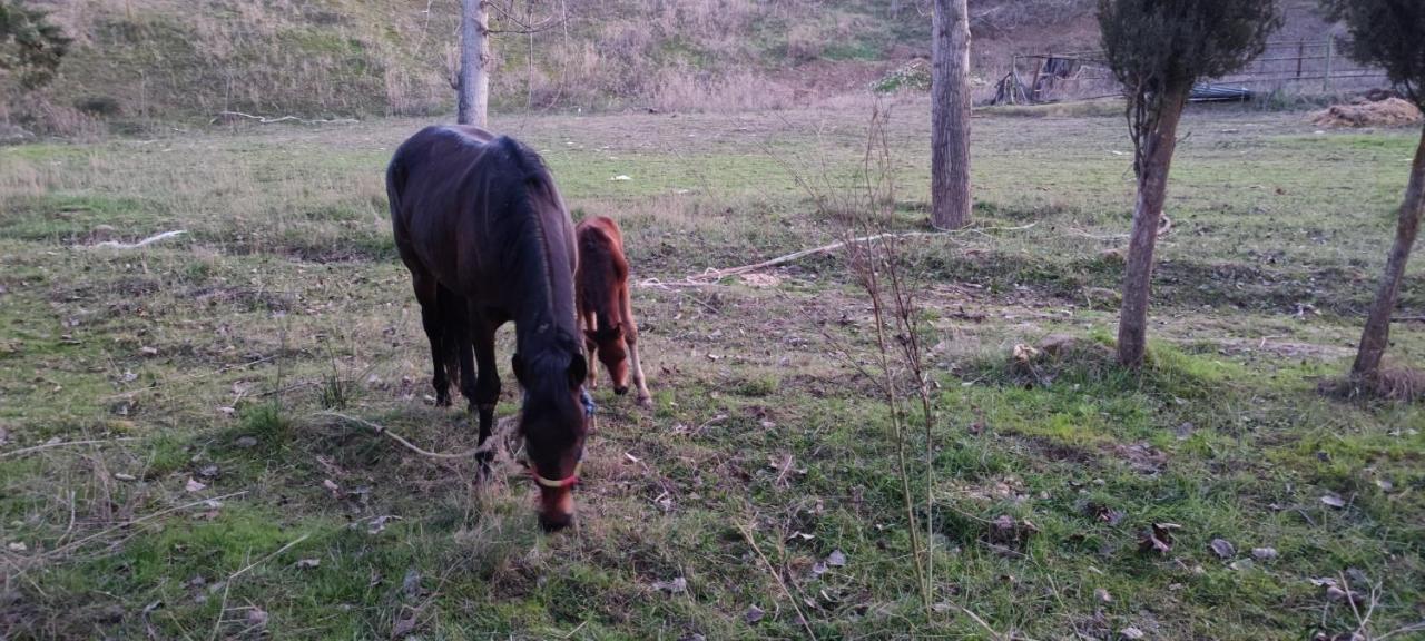 Esmeraldas Vivienda Rural Villacarrillo Zewnętrze zdjęcie