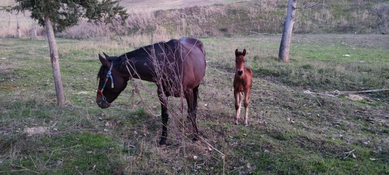 Esmeraldas Vivienda Rural Villacarrillo Zewnętrze zdjęcie